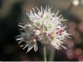 Allium ericetorum